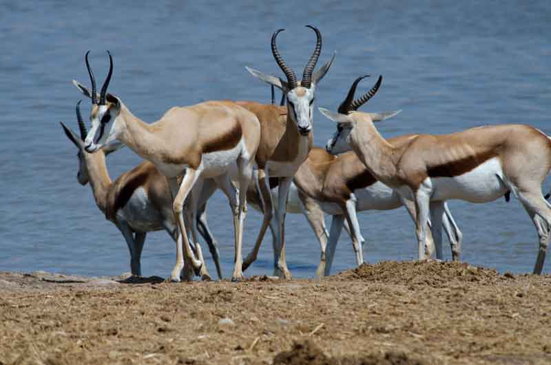 219 - Namibia - antilopes Springbok - parque nacional de Etosha